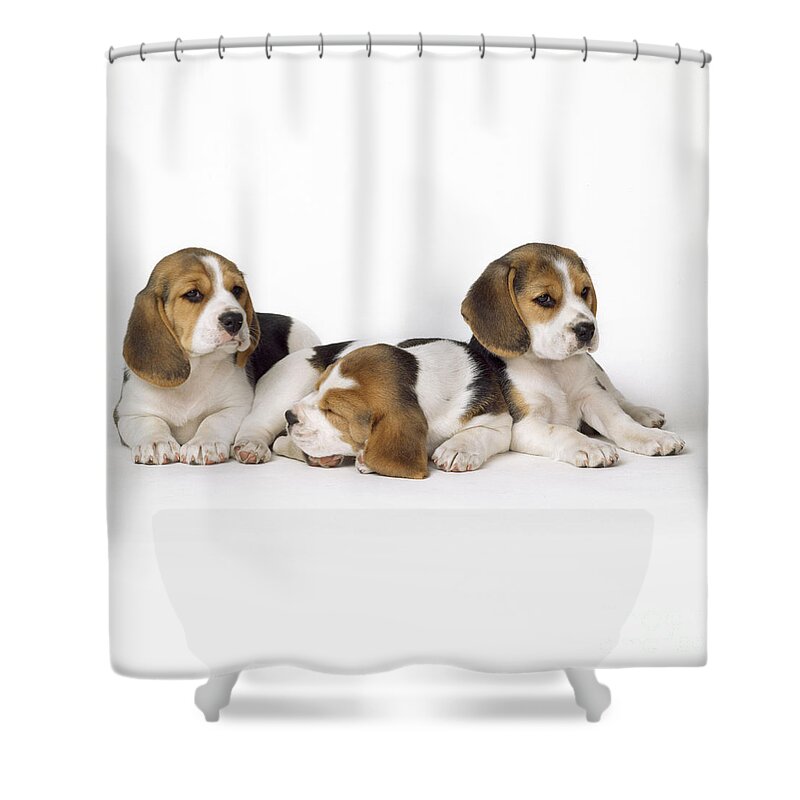 Beagle Shower Curtain featuring the photograph Beagle Puppies, Row Of Three, Second by John Daniels