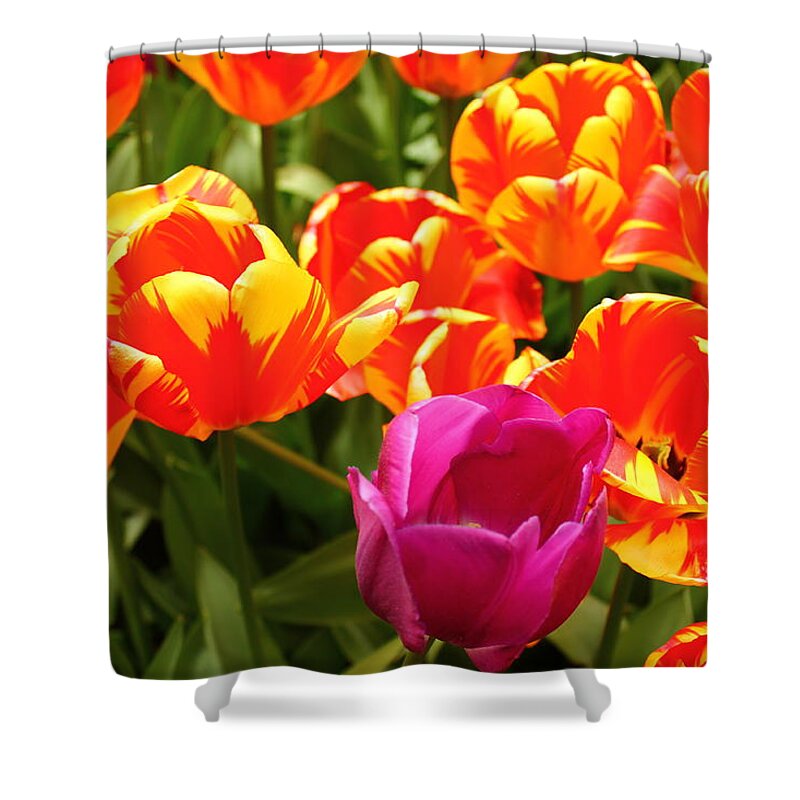 Madison Square Park Shower Curtain featuring the photograph Beaming Tulips by Catie Canetti