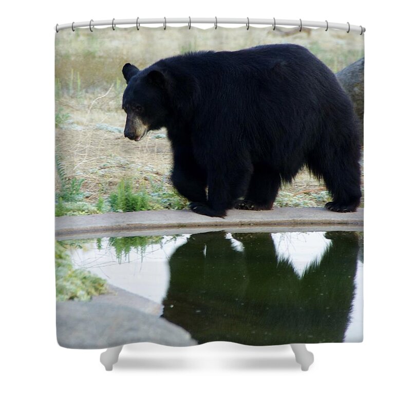 Lions Tigers And Bears Shower Curtain featuring the photograph Bear 2 by Phyllis Spoor