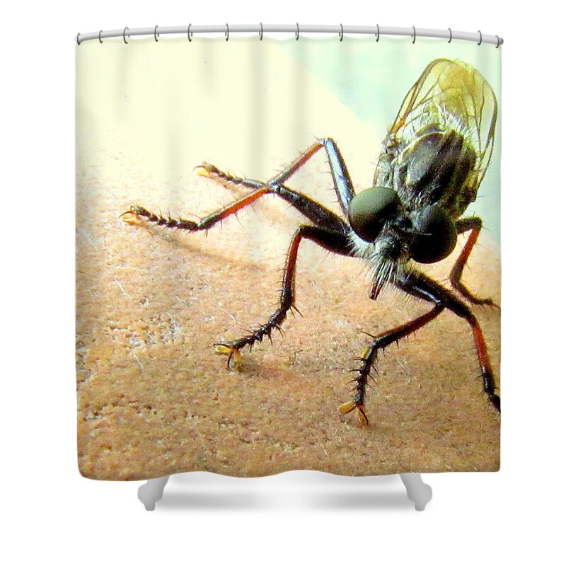 Bugs Shower Curtain featuring the photograph Bearded Robber Fly by Lori Lafargue