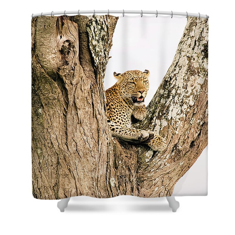 Tanzania Shower Curtain featuring the photograph Beautiful Big Cat. Wild Leopard On A by Volanthevist