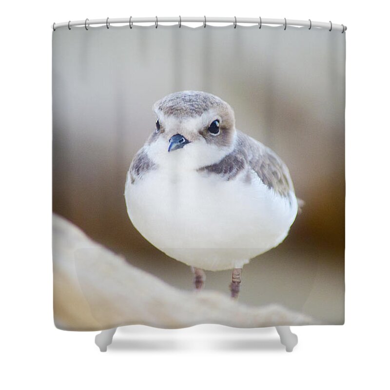 I Love Birds And Find Them Majestic Creatures. Shower Curtain featuring the photograph Beautiful Bird by Spencer Hughes