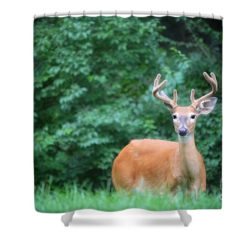 Buck Shower Curtain featuring the photograph Beautiful Buck by Peggy Franz