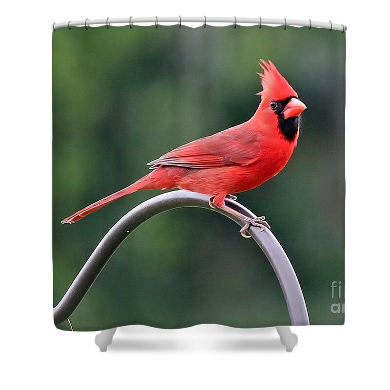 Cardinal Shower Curtain featuring the photograph Beautiful Cardinal by Carol Groenen