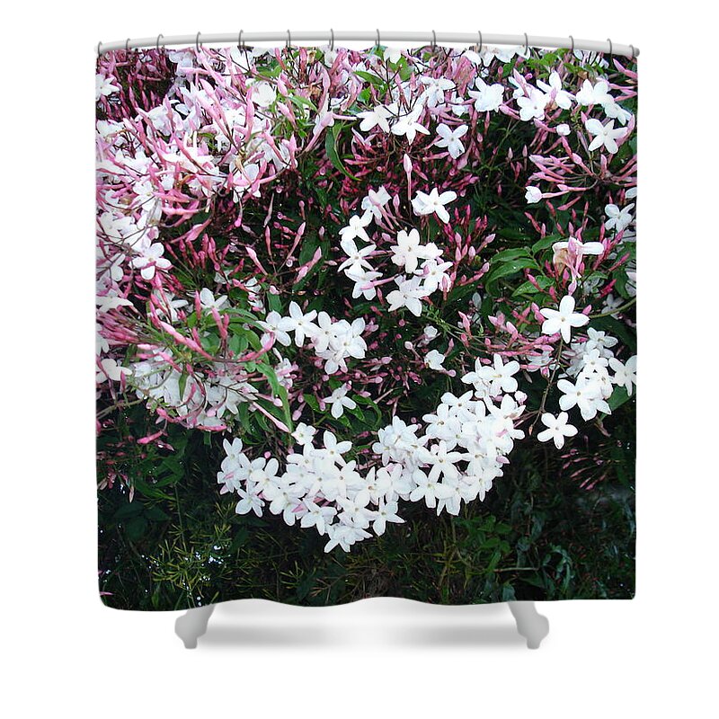 White Shower Curtain featuring the photograph Beautiful Jasmine Flowers In Full Bloom by Taiche Acrylic Art