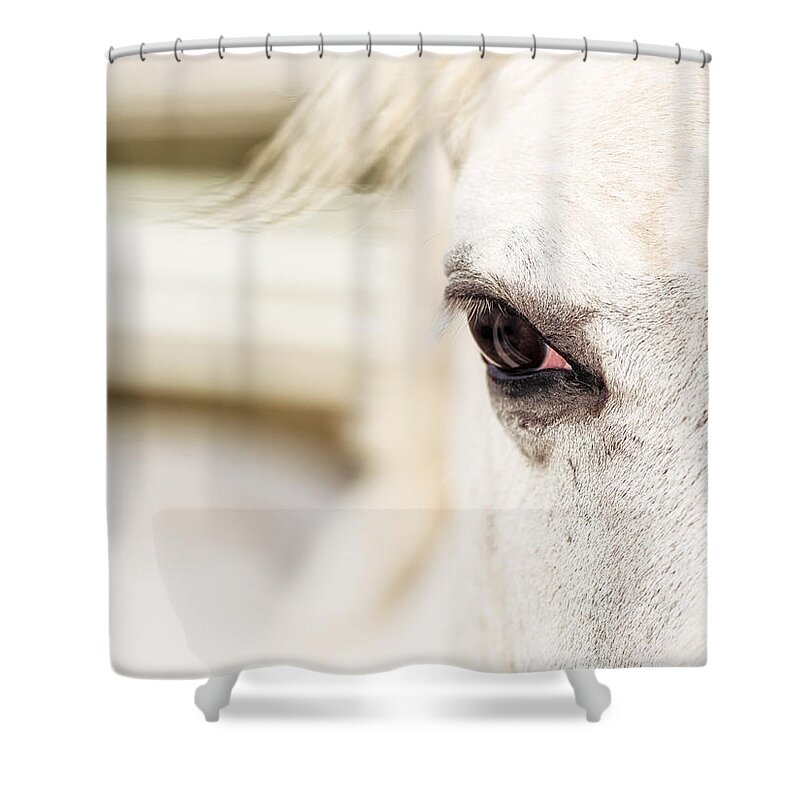 Horese Shower Curtain featuring the photograph Beauty by David Kay