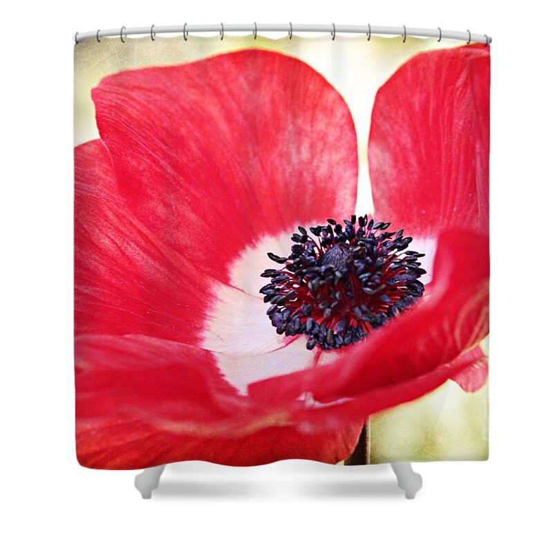 Anemone Coronaria Shower Curtain featuring the photograph Beauty in the Breeze by Clare Bevan