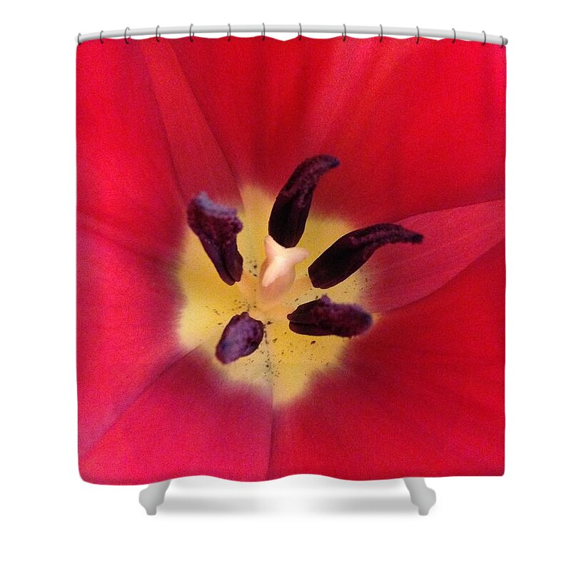 Tulip Shower Curtain featuring the photograph Beauty Inside by Marian Lonzetta