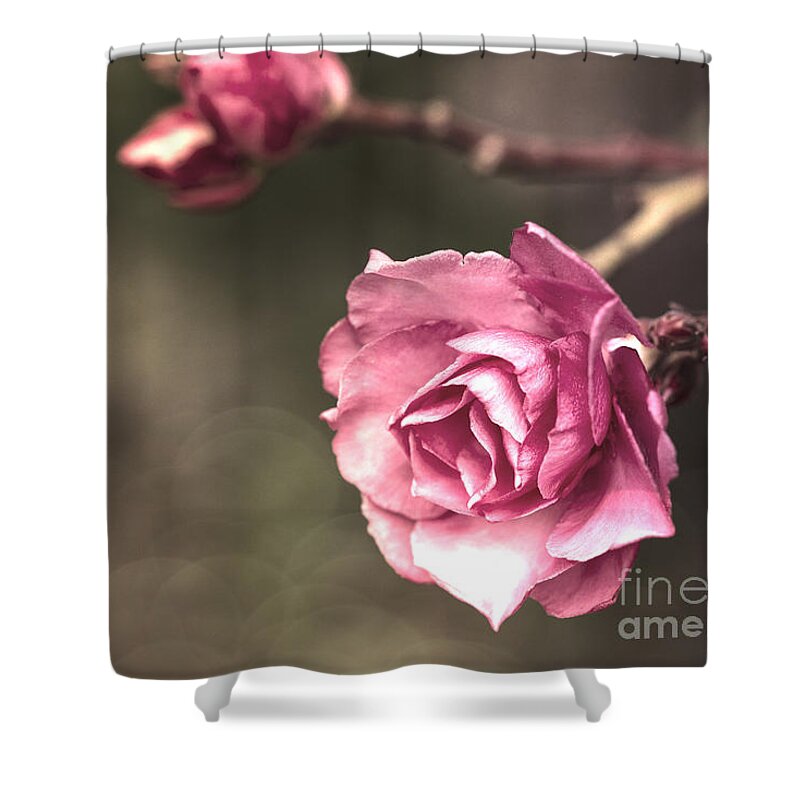 Pink Shower Curtain featuring the photograph Beauty is a Light in the Heart by Linda Lees