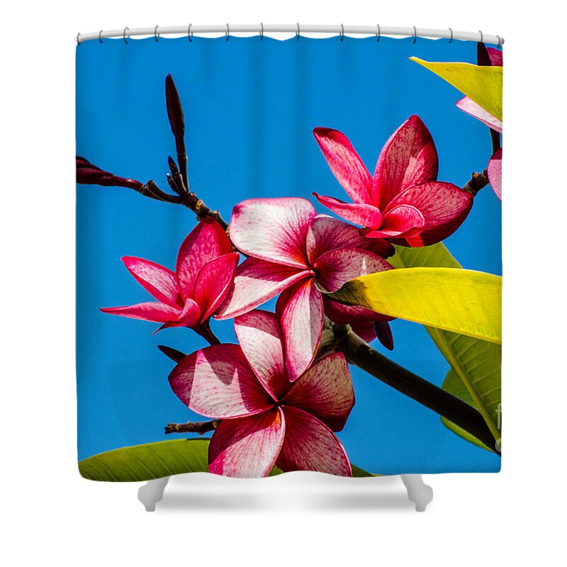 Aruba Shower Curtain featuring the photograph Beauty Of Aruba by Judy Wolinsky