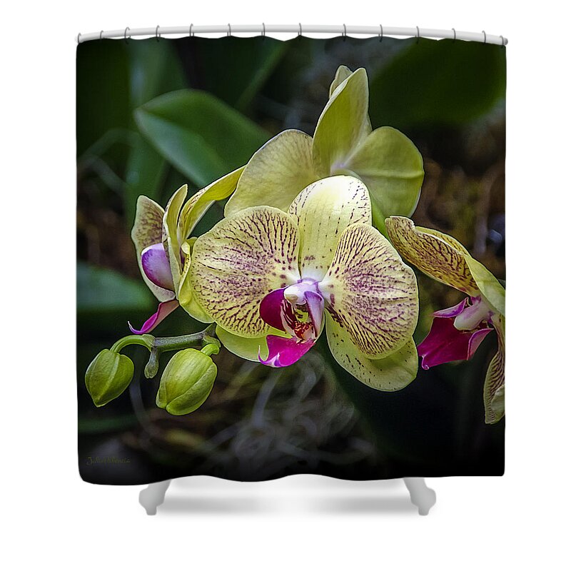 Orchids Shower Curtain featuring the photograph Beauty of Orchids 3 by Julie Palencia