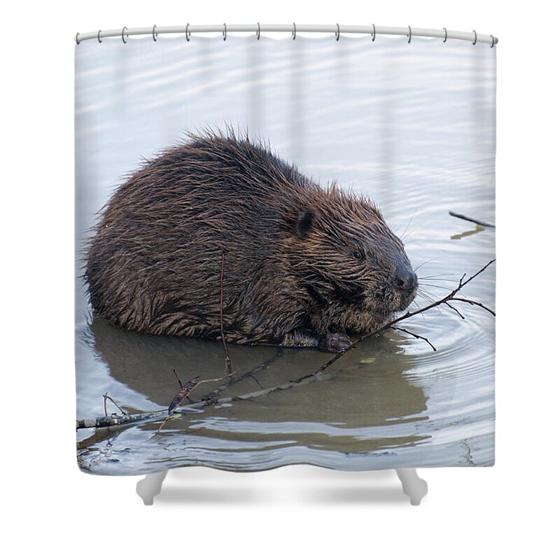Beaver Shower Curtain featuring the photograph Beaver Chewing On Twig by Flees Photos