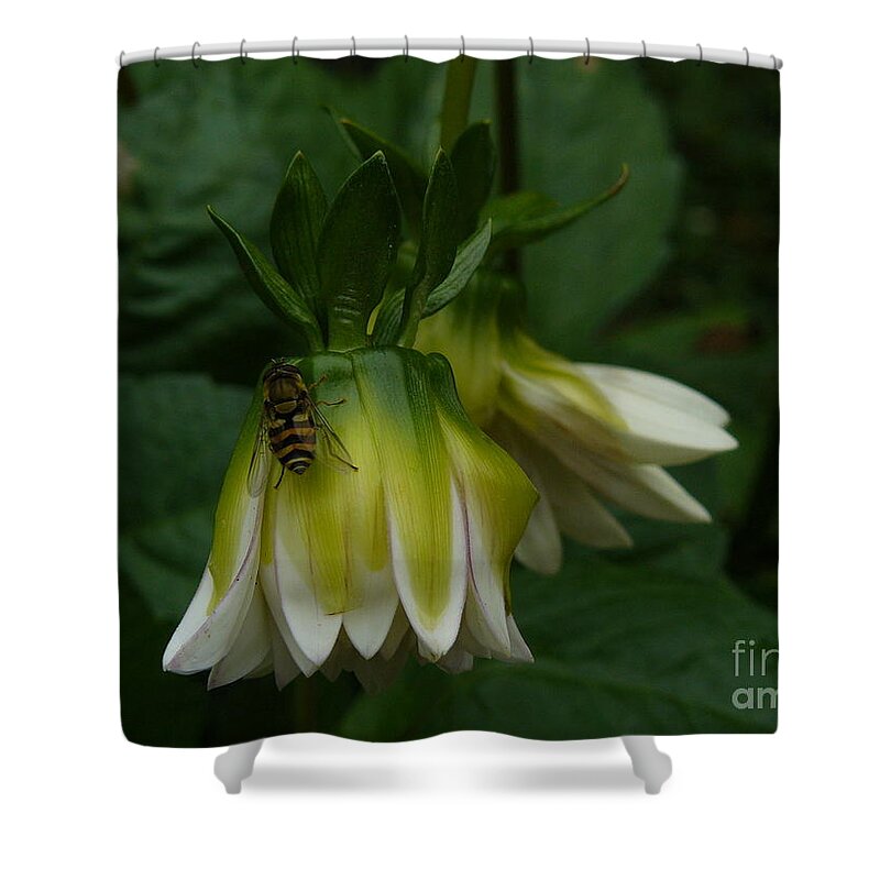 Jane Ford Shower Curtain featuring the photograph Bee On Flower by Jane Ford