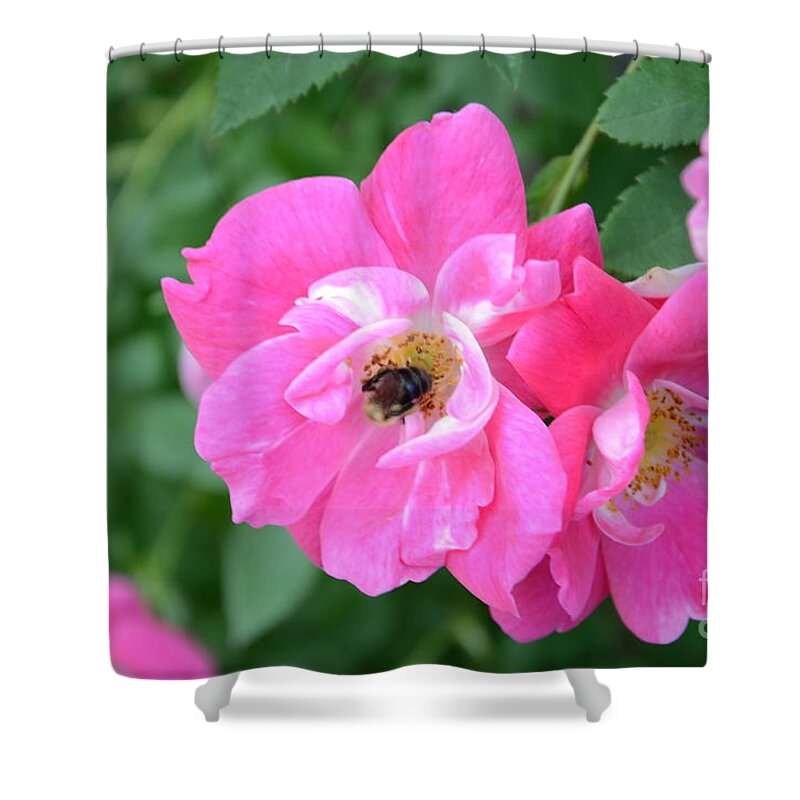 Bee Shower Curtain featuring the photograph Bee Rosy by Laurel Best