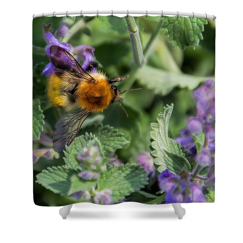 Bee Shower Curtain featuring the photograph Bee Too by David Gleeson