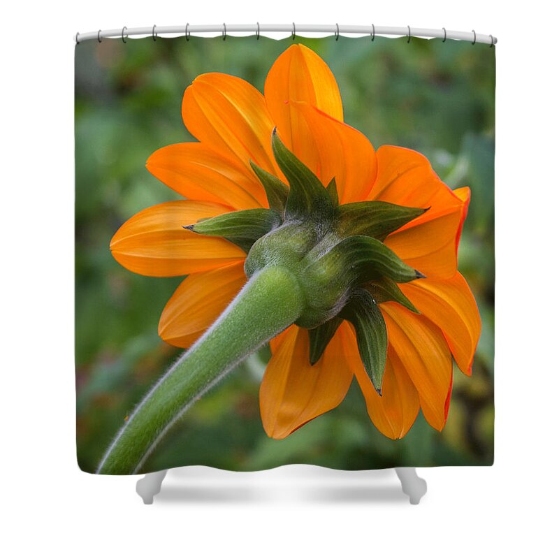 Zinnia Shower Curtain featuring the photograph Behind The Scenes by Arlene Carmel