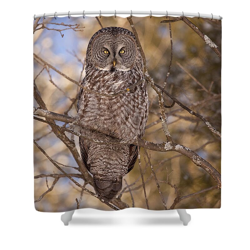 Owl Shower Curtain featuring the photograph Being Observed by Eunice Gibb