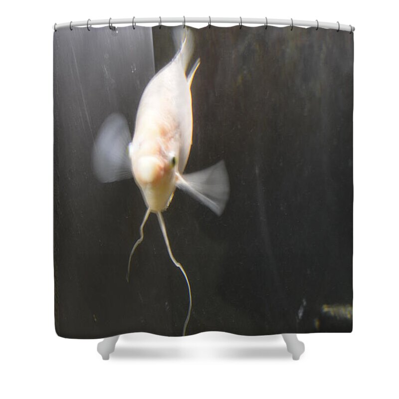 Detroit Shower Curtain featuring the photograph Belle Isle aquarium fish by Randy J Heath