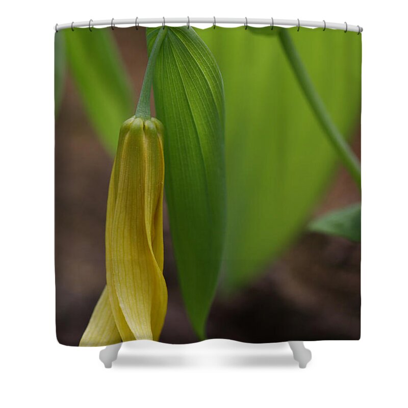 Bellwort Shower Curtain featuring the photograph Bellwort Or Uvularia grandiflora by Daniel Reed