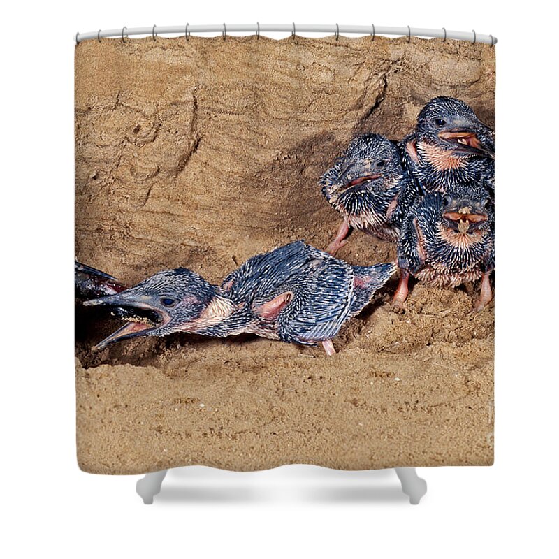 Belted Kingfisher Shower Curtain featuring the photograph Belted Kingfisher Feeds Young by Anthony Mercieca