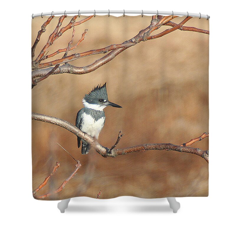 Wildlife Shower Curtain featuring the pyrography Belted Kingfisher by William Selander