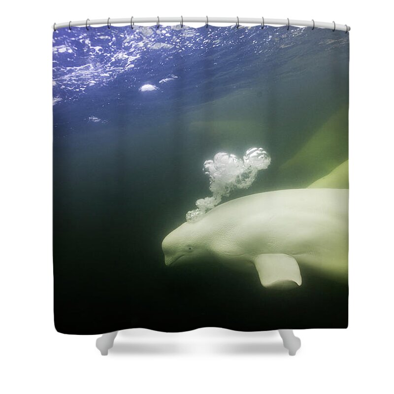 Tranquility Shower Curtain featuring the photograph Beluga Whales, Hudson Bay, Canada by Paul Souders