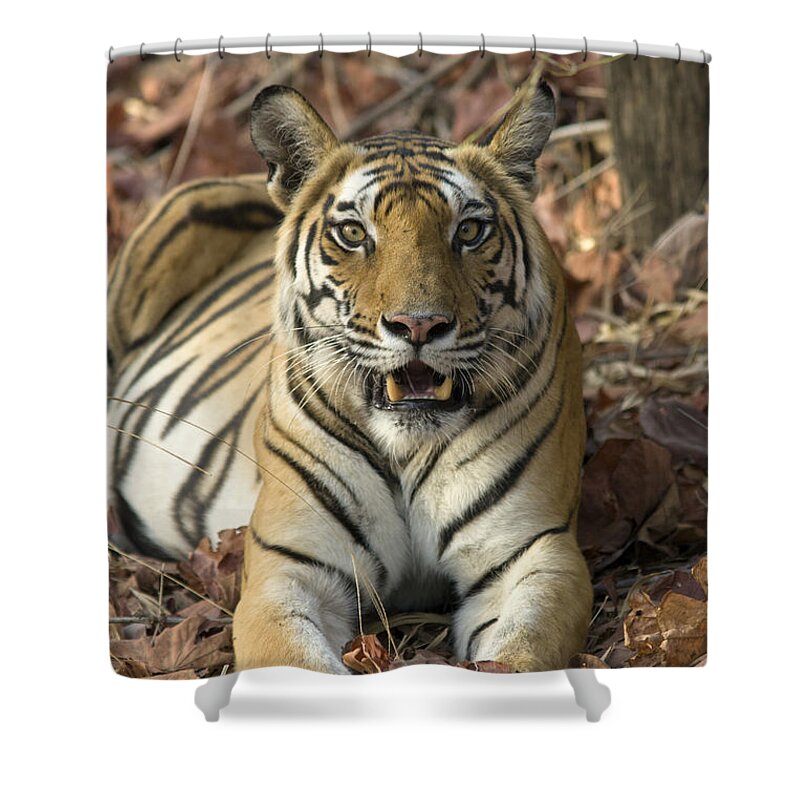 Feb0514 Shower Curtain featuring the photograph Bengal Tiger Bandhavgarh Np India by Suzi Eszterhas