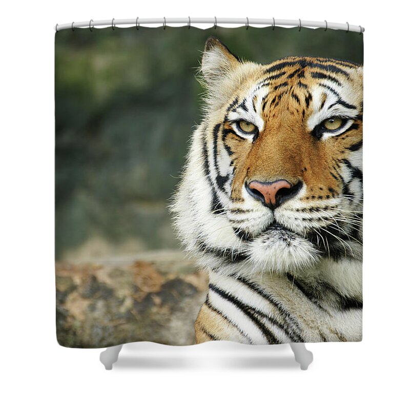 Big Cat Shower Curtain featuring the photograph Bengal Tiger Face Close-up by Dangdumrong