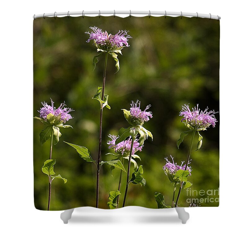 Arboretum Shower Curtain featuring the photograph Bergamot by Steven Ralser