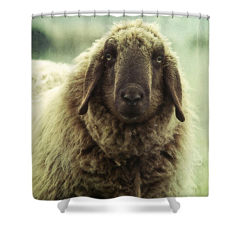 Sheep Shower Curtain featuring the photograph Besch da Pader by Priska Wettstein