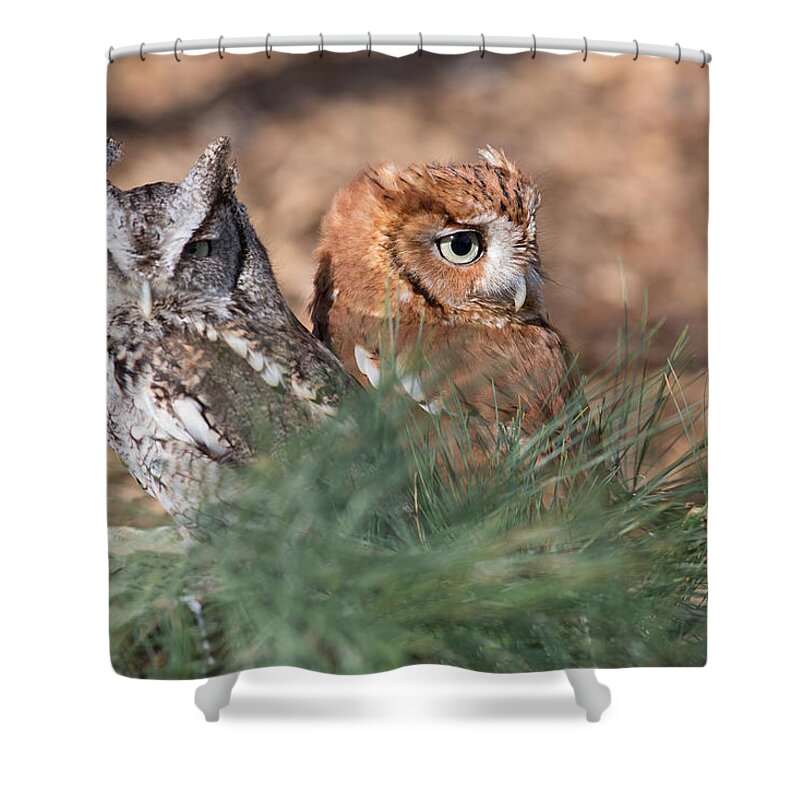 Owl Shower Curtain featuring the photograph Best Friends by Dale Kincaid