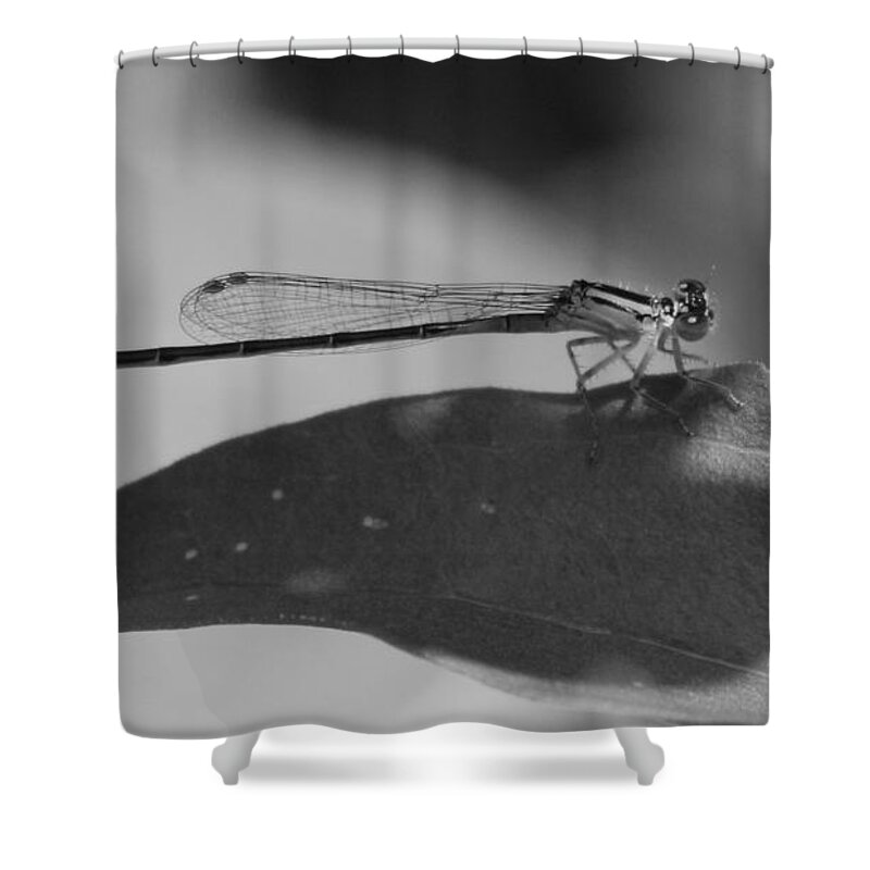 Leaf Shower Curtain featuring the photograph Biding Time 2.0 by Carol Estes