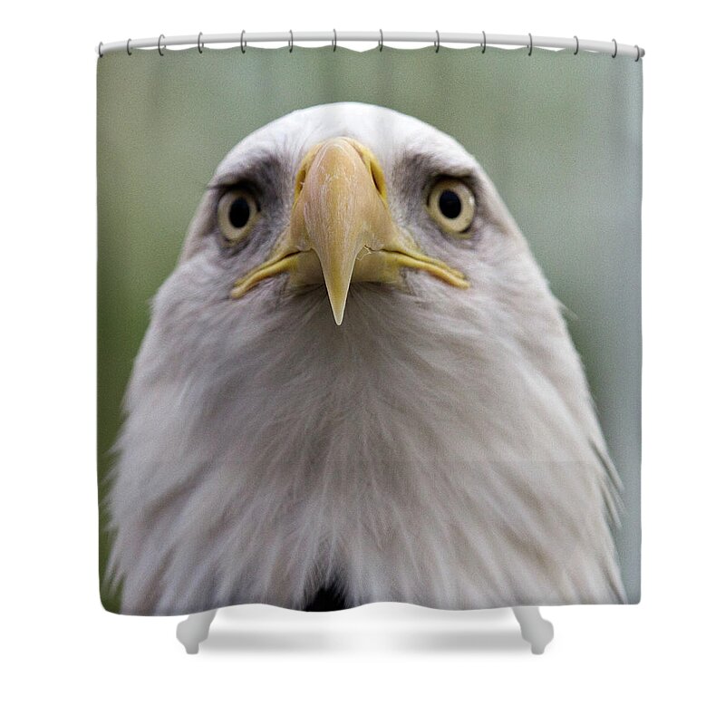 Animal Themes Shower Curtain featuring the photograph Big Beak by Joseph Mckenna