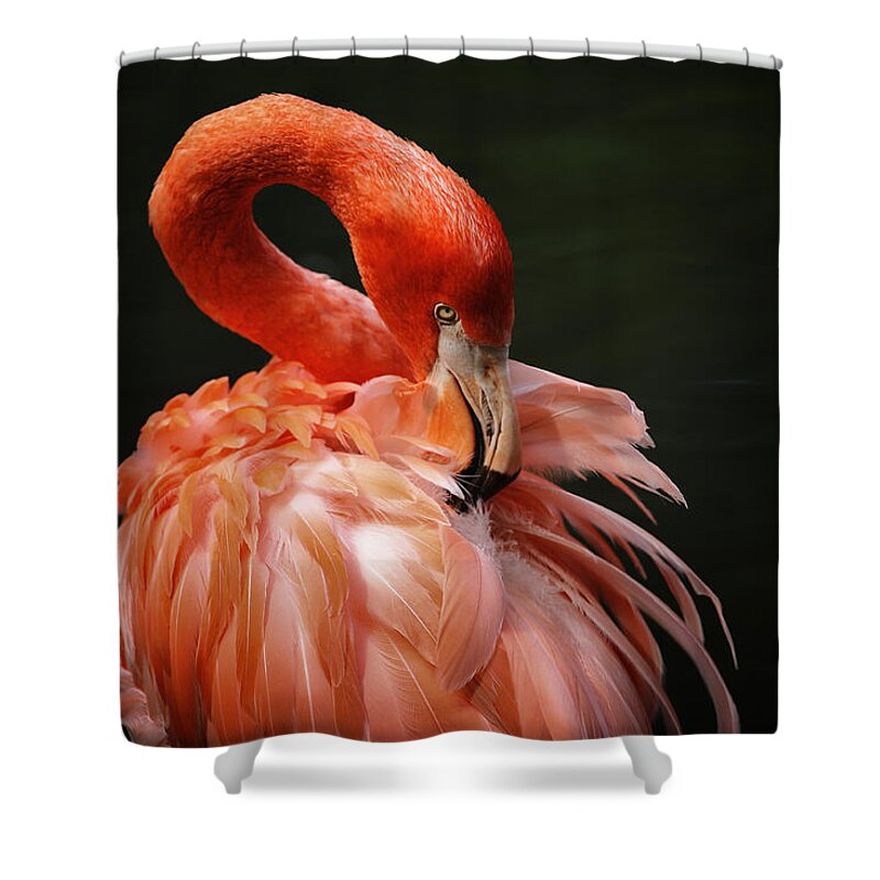 Flamingo Shower Curtain featuring the photograph Big Bird by Karol Livote