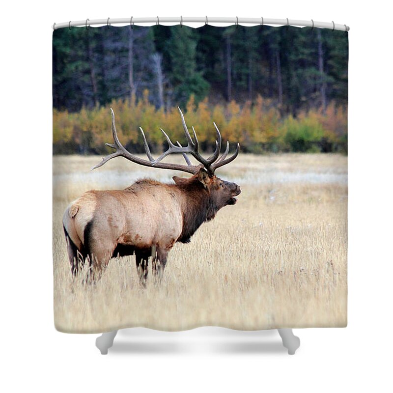 Bull Shower Curtain featuring the photograph Big Colorado Bull by Shane Bechler