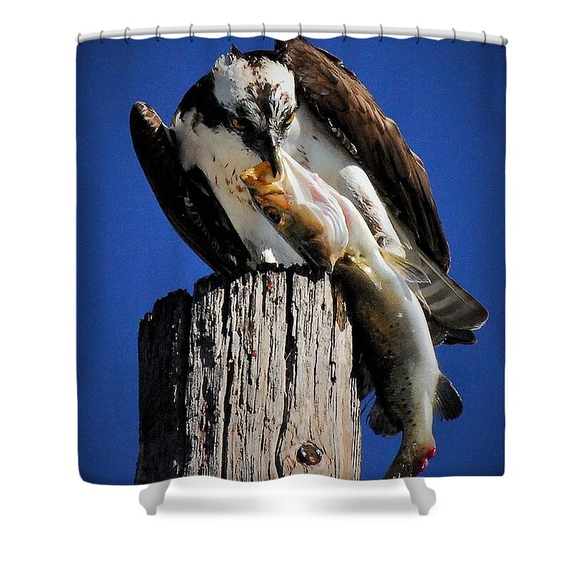 Osprey Shower Curtain featuring the photograph Big fish by Quinn Sedam