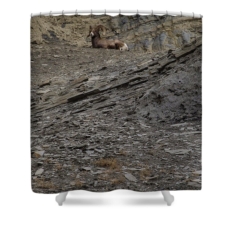 Sheep Shower Curtain featuring the photograph Big Horn Ram  #9264 by J L Woody Wooden