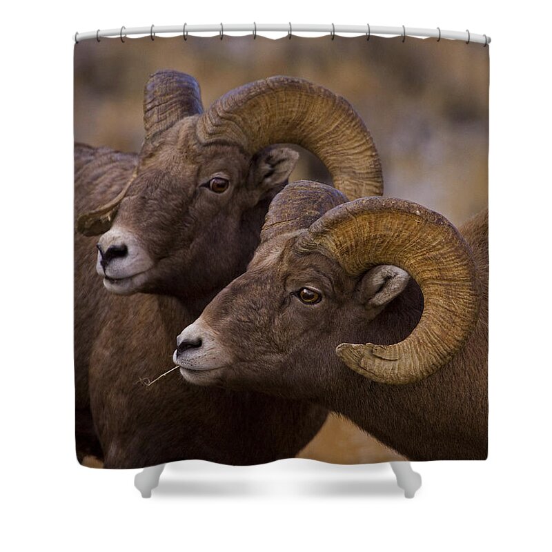 Ovis Canadensis Shower Curtain featuring the photograph Big Horn Rams  #4664 by J L Woody Wooden