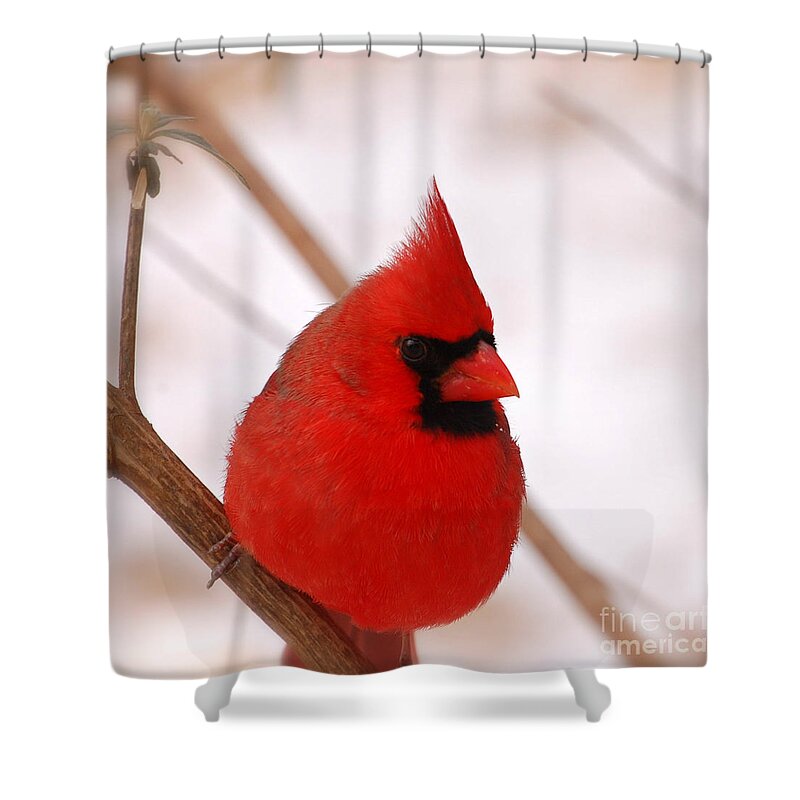 Northern Cardinal Shower Curtain featuring the photograph Big Red Cardinal Bird In Snow by Peggy Franz