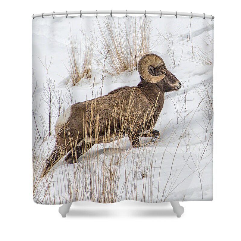 Bighorn Sheep Shower Curtain featuring the photograph Bighorn in Yellowstone by Alan Toepfer