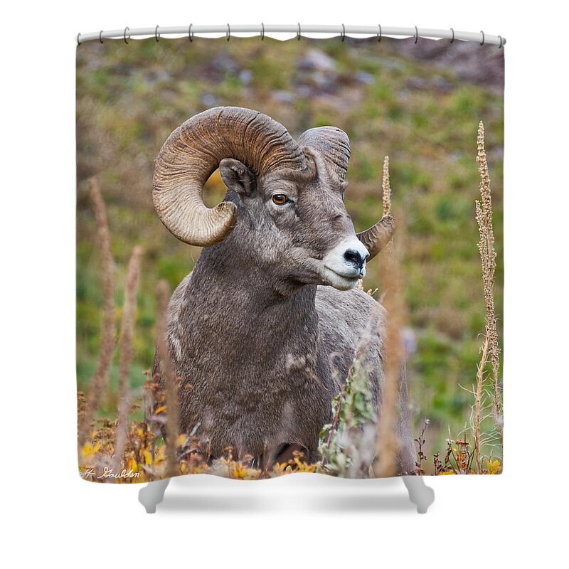 Animal Shower Curtain featuring the photograph Bighorn Ram by Jeff Goulden