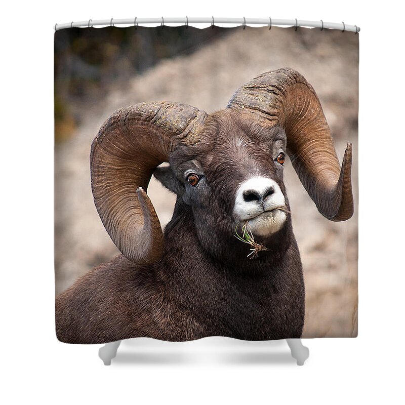 Sheep Shower Curtain featuring the photograph Bighorn Sheep by Bill Cubitt
