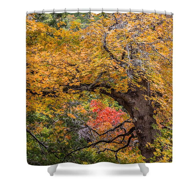 Bigtooth Maple Shower Curtain featuring the photograph Bigtooth Maples Turning Colors by Steven Schwartzman