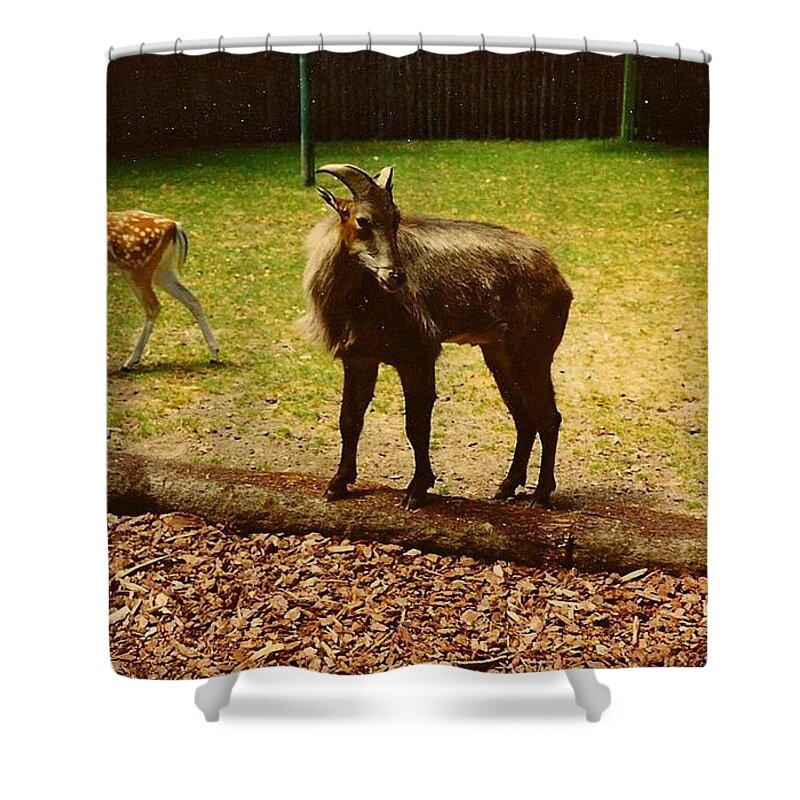 Doe Shower Curtain featuring the photograph Billy Goat Keeping Lookout by Chris W Photography AKA Christian Wilson