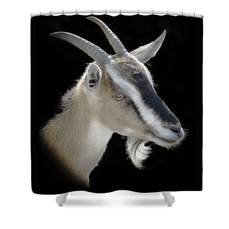 Portrait Of A Billy Goat Shower Curtain featuring the photograph Billy Goat by Kenneth Cole