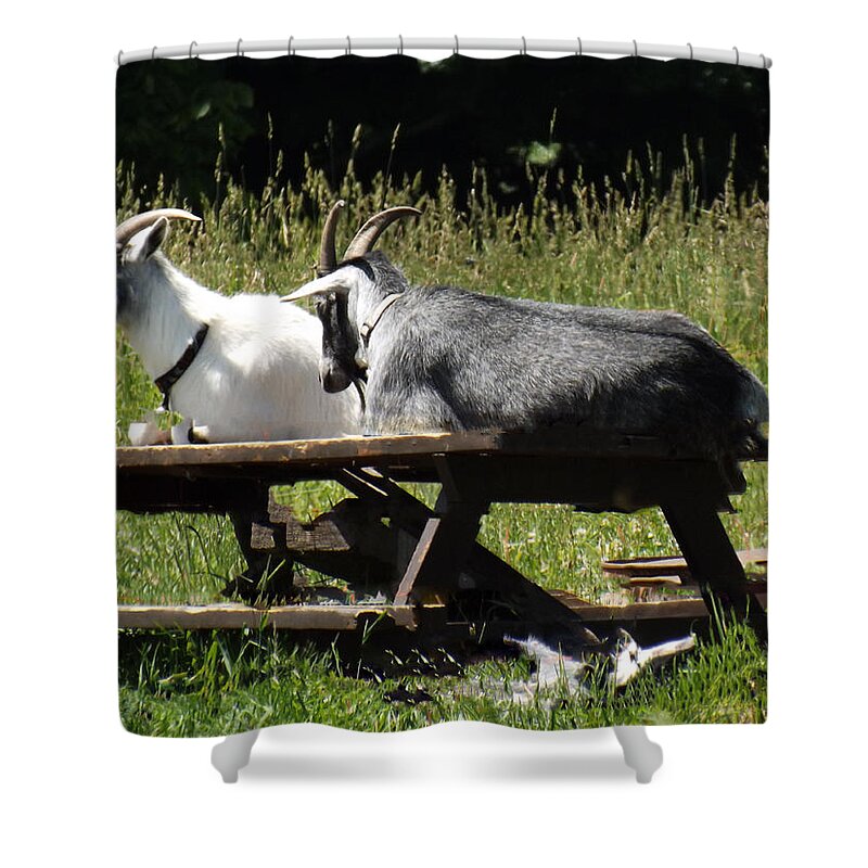 Billy Shower Curtain featuring the photograph Billy Goats Picnic by Brenda Brown