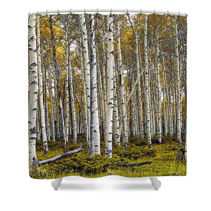 Forest Shower Curtain featuring the photograph Aspen Trees in Autumn by Randall Nyhof