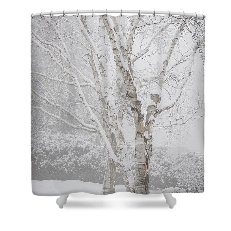 Birch Shower Curtain featuring the photograph Birch trees in winter by Elena Elisseeva