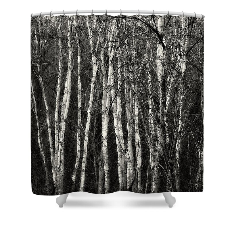 B&w Shower Curtain featuring the photograph Birches by Roberto Pagani