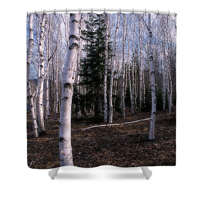 Tree Shower Curtain featuring the photograph Birches by Skip Willits
